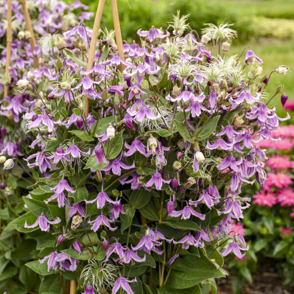 Walter Gardens Announces New Proven Winners Perennials For The 2023