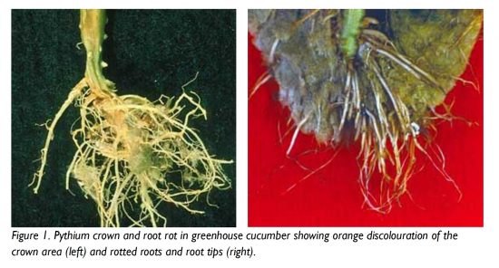 Pythium management in greenhouse vegetables - Greenhouse ...