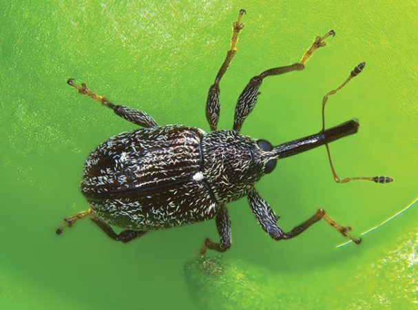 Can parasitic wasps effectively kill the pepper weevil? - Greenhouse ...