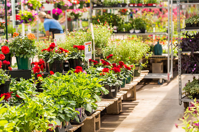 How does a consumer value a plant? - Greenhouse Canada