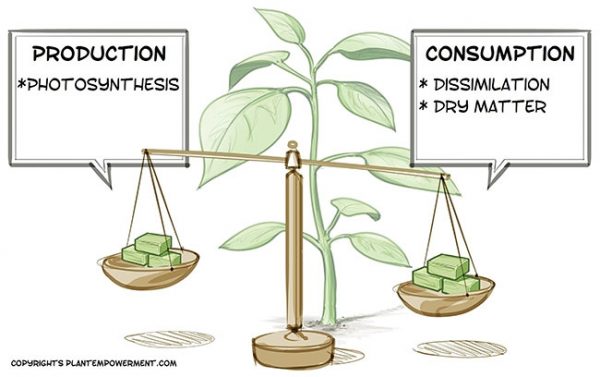 Empowering Plants: Balancing Biochemistry - Greenhouse CanadaGreenhouse ...