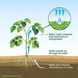 Why nutrient transport is key to optimal crop development - Greenhouse ...