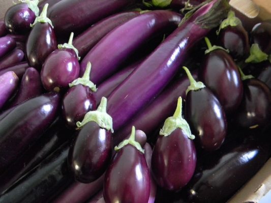 Growing the Chinese and Indian eggplant market - Greenhouse ...