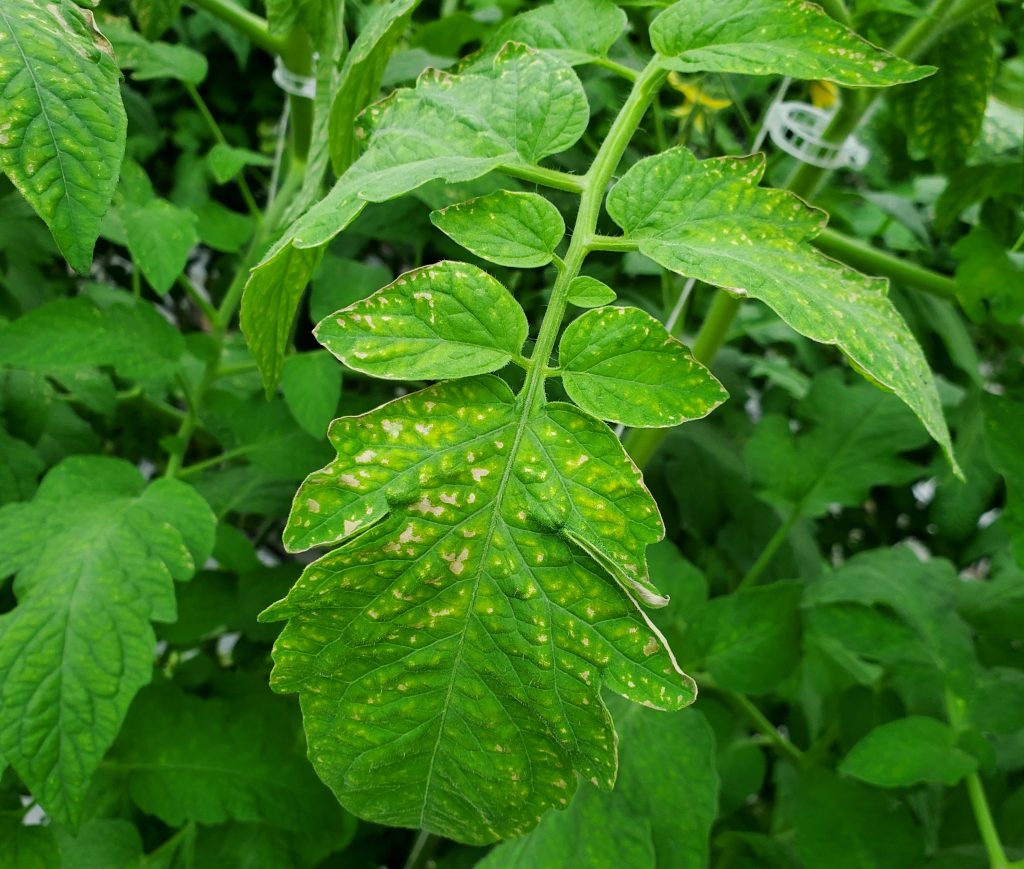 Interpreting summer EC readings - Greenhouse CanadaGreenhouse Canada