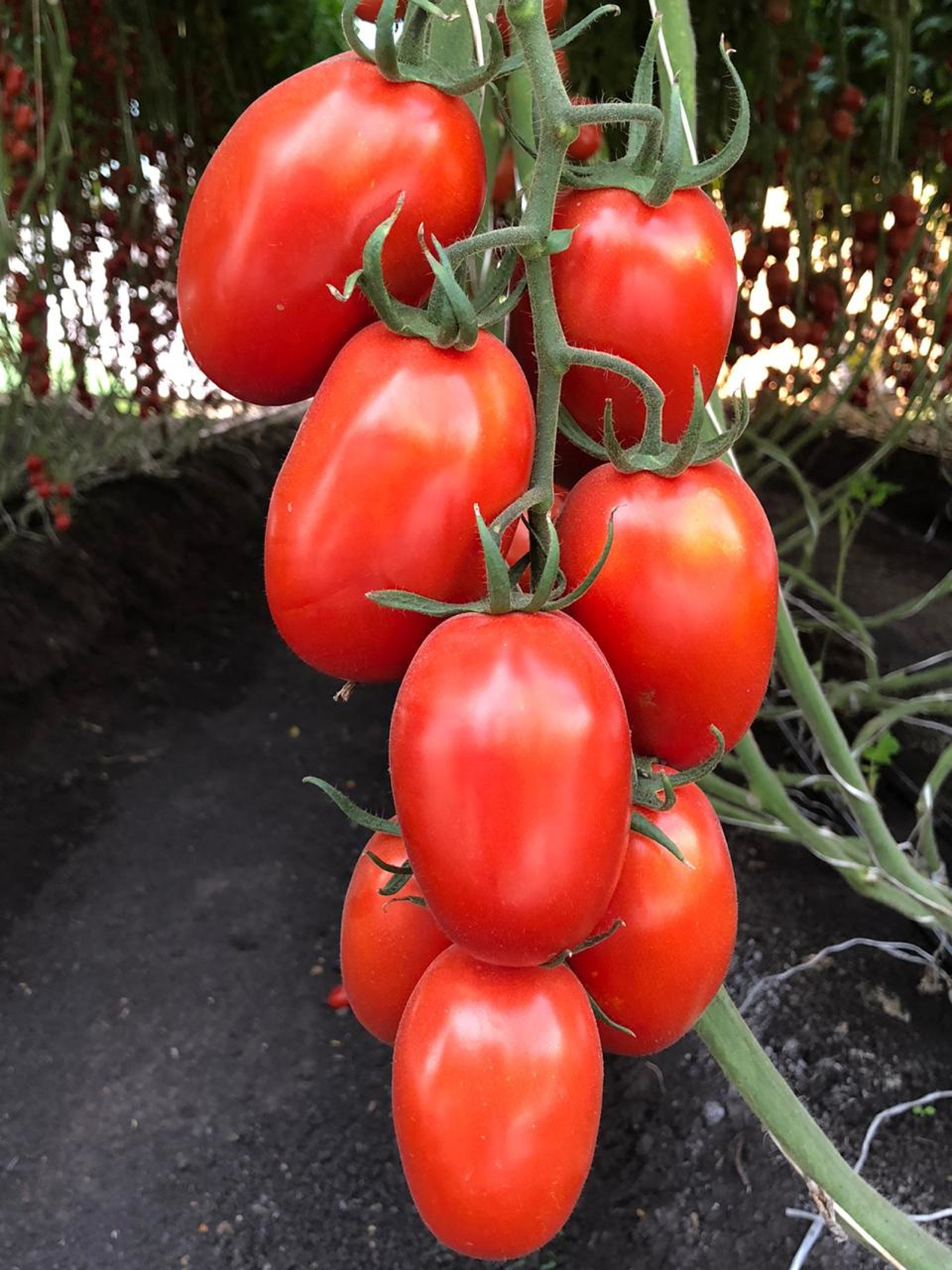 Помидоры китаец. Китайские помидоры. Томат цыган. Tomato Brown rugose Fruit virus.