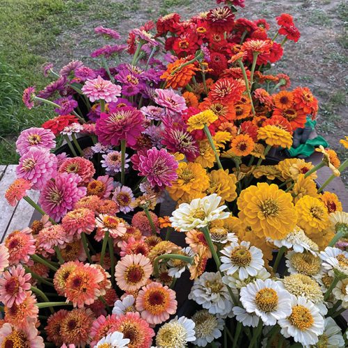 Growing a healthy cut flower sector - Greenhouse Canada