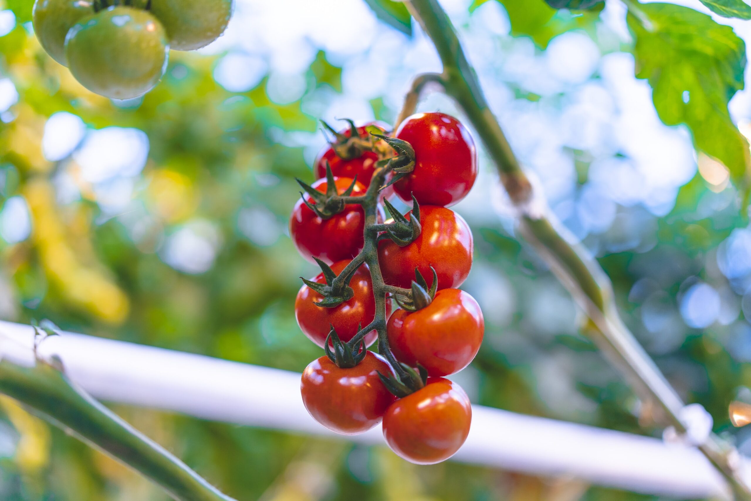 Nature Fresh Farms Doubles Ohio Operations With More Organic Acreage 