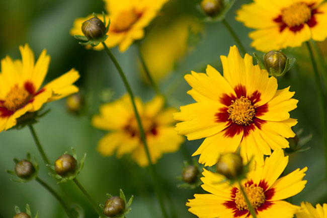 Flowering Perennials On Time - Greenhouse Canada