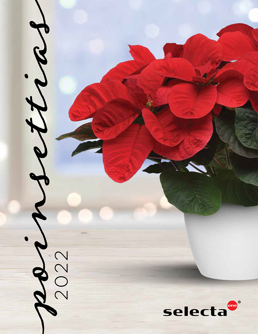2022 Selecta One poinsettia catalogue now available Greenhouse Canada