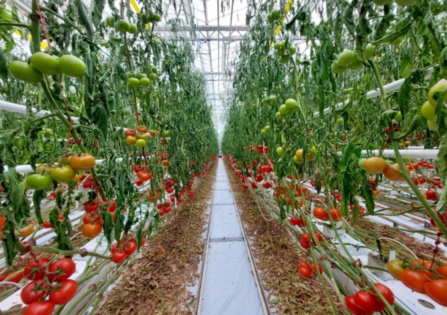 Taking A Look At The Tomato Brown Rugose Fruit Virus - Greenhouse 