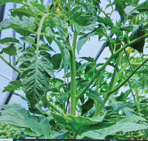 Understanding tomato plant signals and making decisions for better ...