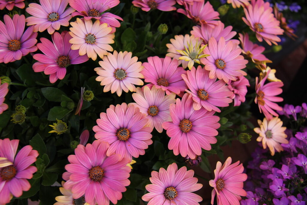 Selecta One's new Osteospermum Zion Apricot Sun at the 2024 California Spring Trials.