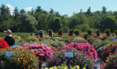 2024 summer flower trial at Sawaya Gardens.