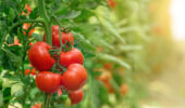 As the effects of climate change intensify, greenhouses will play a crucial role in food production.